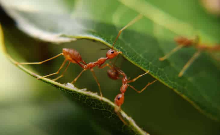 Effektive Mittel Gegen Ameisen Große Auswahl Entdecken