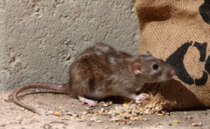 Ratten & Mäuse