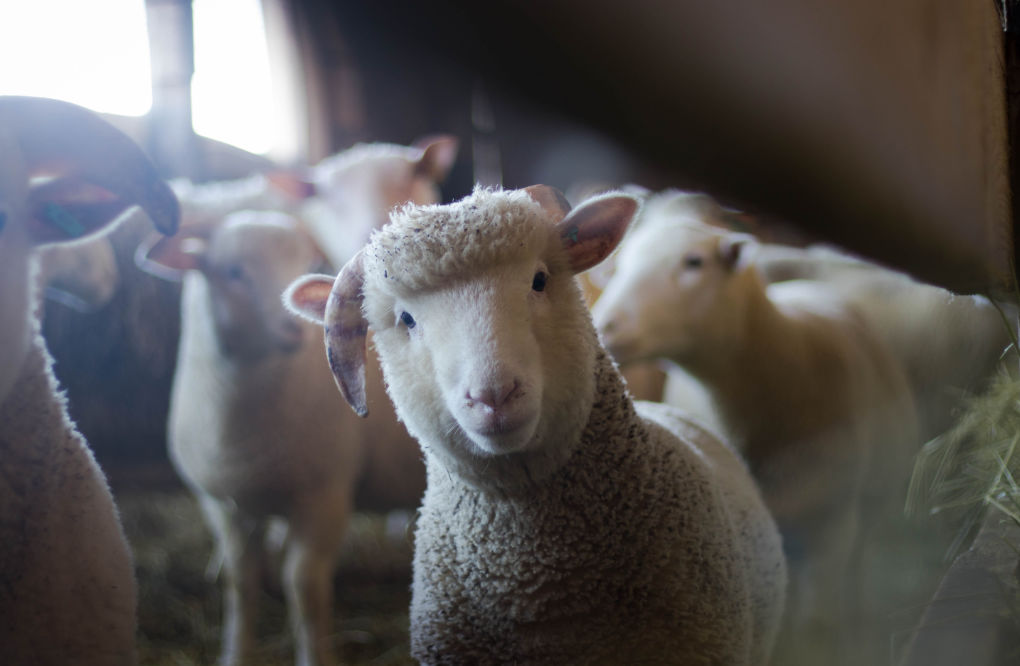 Stallreinigung Schafe