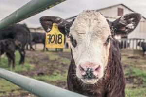 kalb blauzungenkrankheit