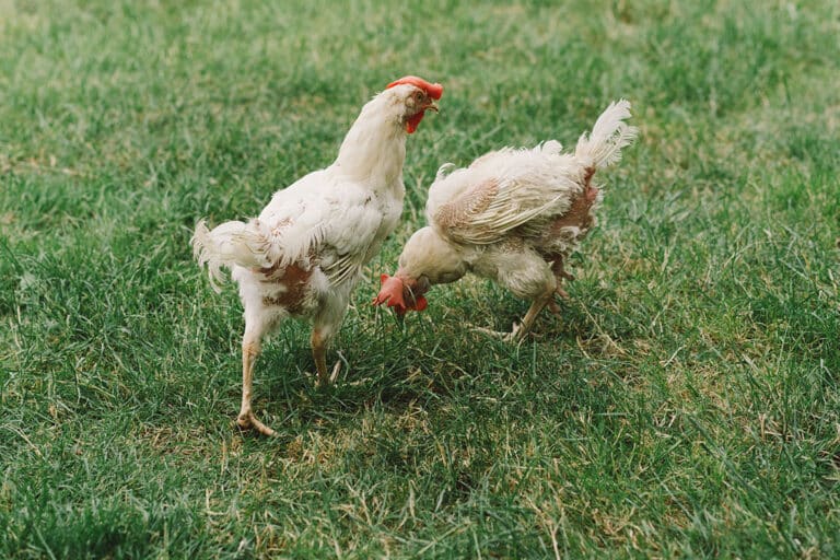 H hner Parasiten So Geht Man Mit Ihnen Um h-hner-parasiten-so-geht-man-mit-ihnen-um