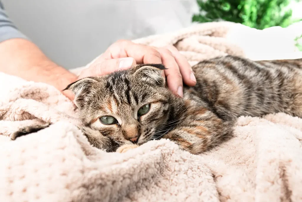 kokzidien katze symptome
