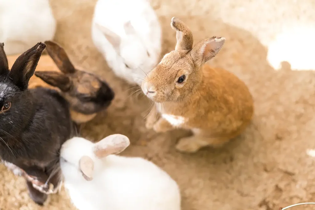 Milben bei Kaninchen Uebertragung