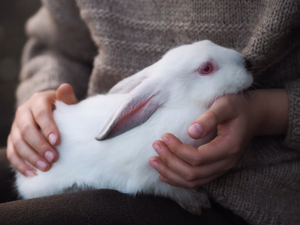 Flöhe Kaninchen erkennen