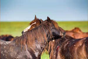 Sommerekzem Pferd Bild
