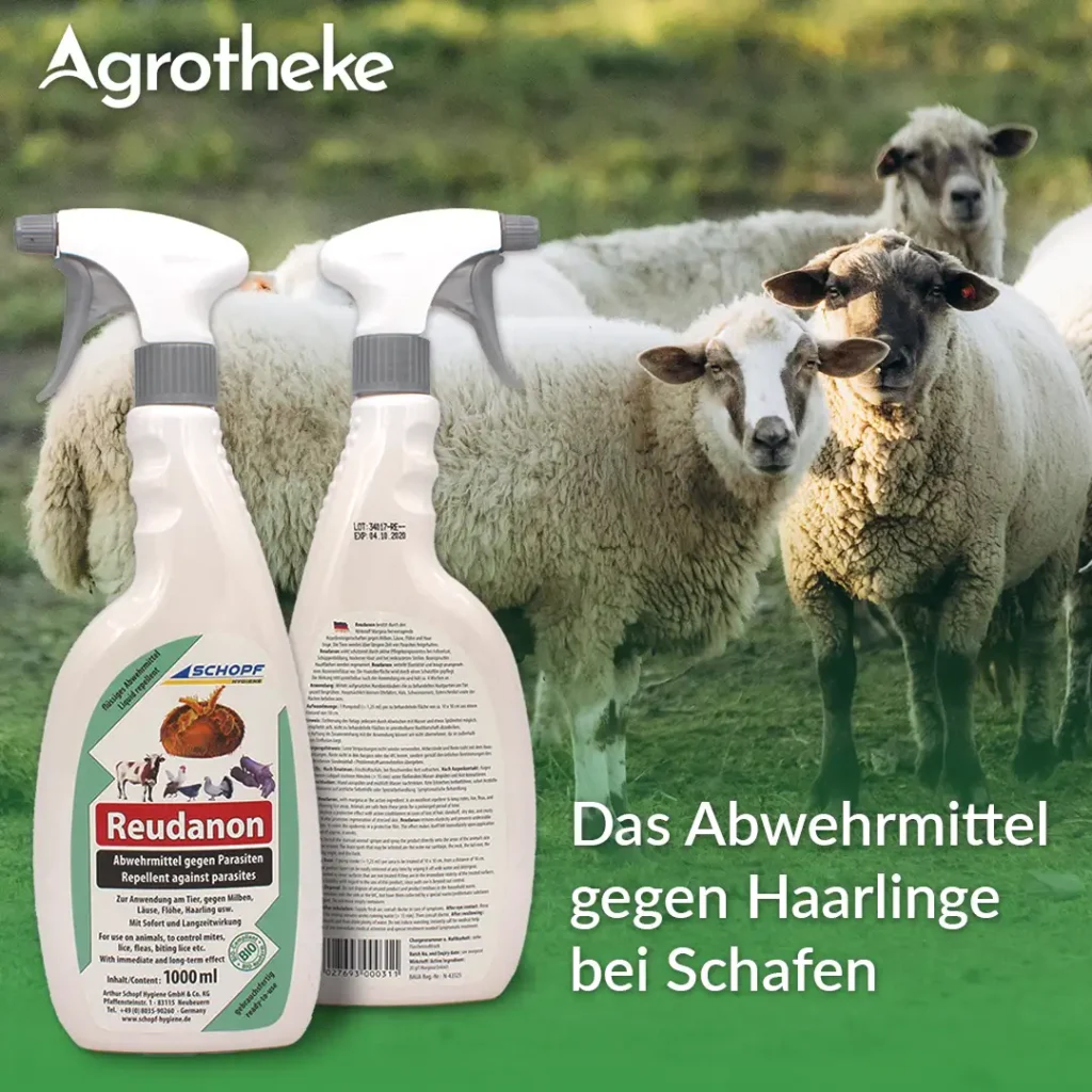 Mittel gegen Haarlinge bei Schafen