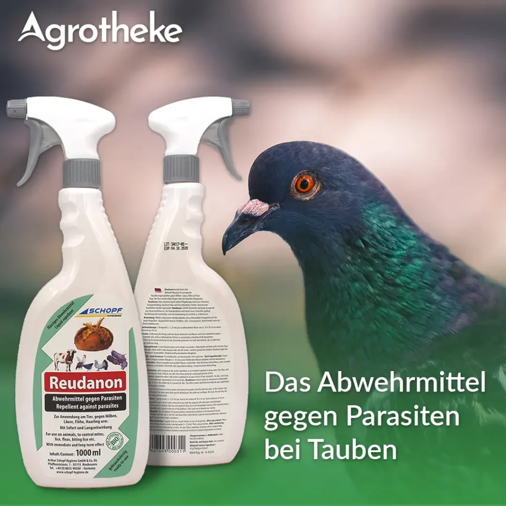 Tauben Parasiten Reudanon 301295