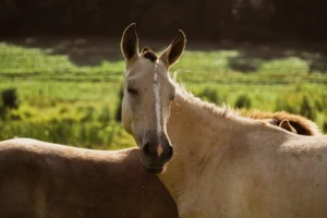 Pferd mit Kriebelmücken im Gesicht