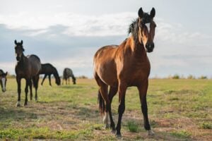 a happy brown horse standing in the field on summe 2025 01 27 04 06 21 utc