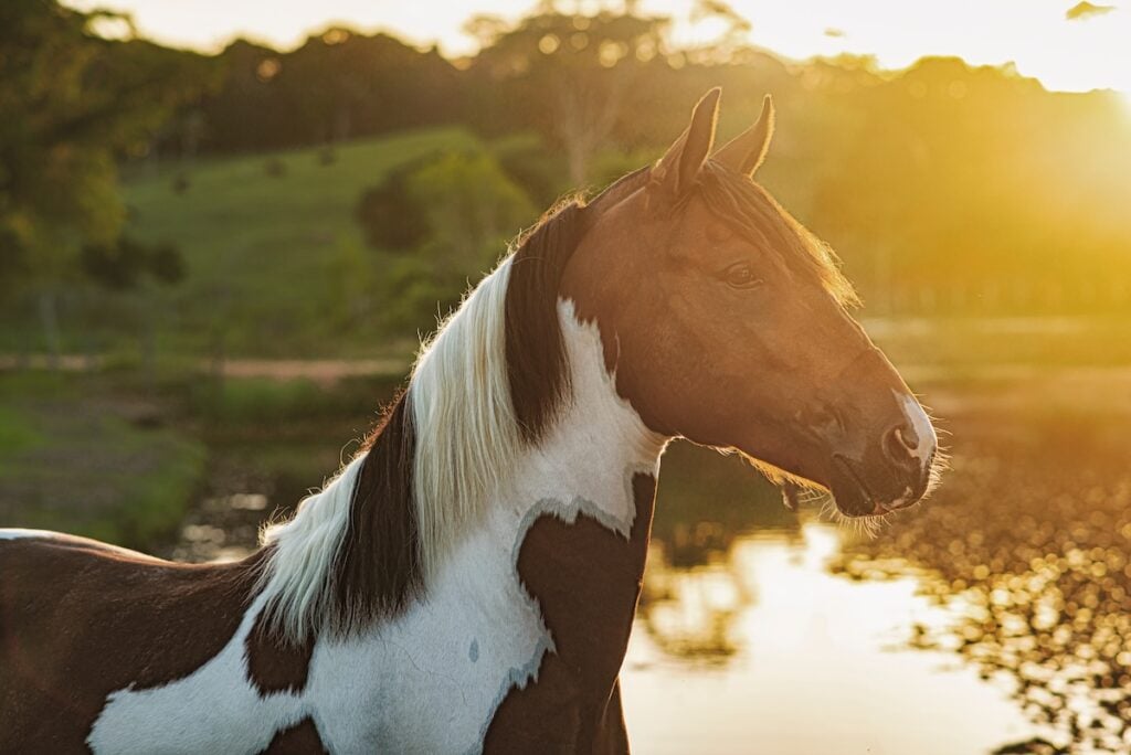 horse 2024 11 26 11 17 36 utc