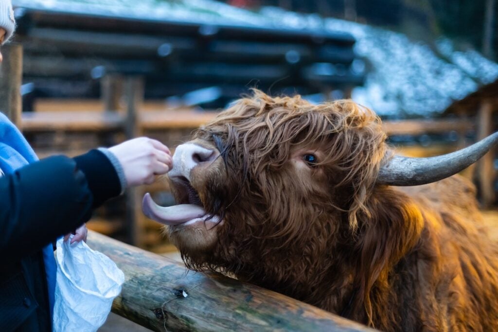 little girl feeding cow on the farm close up cop 2025 01 10 04 31 29 utc