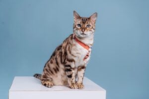 sitting on the white cube beautiful bengal cat ag 2025 04 27 04 36 36 utc