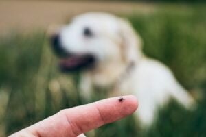 tick on human finger against dog 2025 02 16 09 52 55 utc