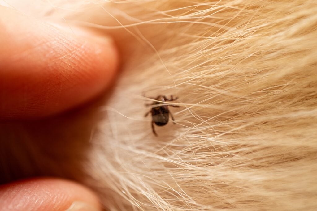 ticks on dog hair ticks sucking dog blood danger 2024 11 27 05 18 50 utc