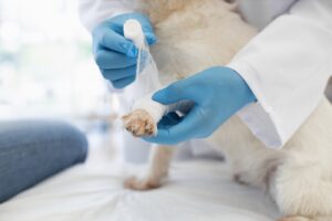 veterinarian wrapping bandage on injured dog paw w 2025 06 02 04 12 04 utc